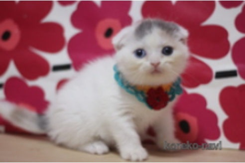 成約済の東京都のスコティッシュフォールド(折れ耳)-72710の1枚目